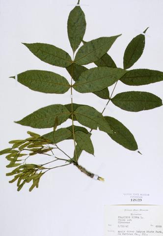 Fraxinus nigra  (Black Ash)