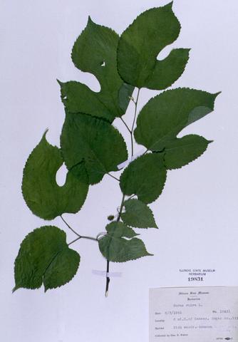 Morus rubra  (Red Mulberry)