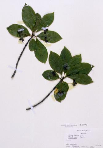 Nyssa sylvatica  (Blackgum)