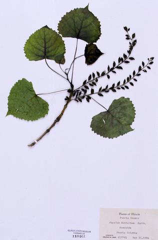 Populus deltoides  (Cottonwood)