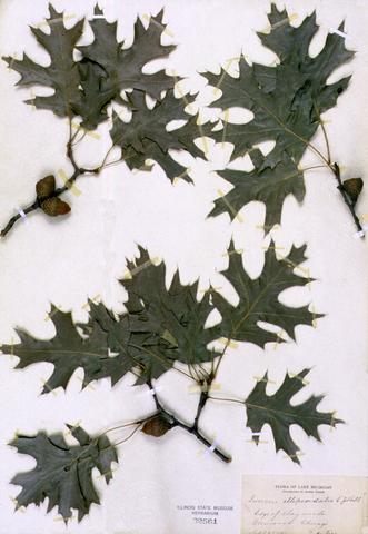 Quercus ellipsoidales  (Northern Pin Oak)