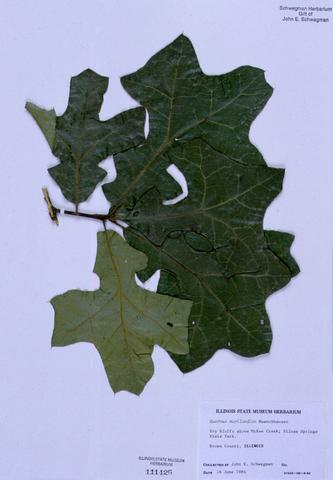 Quercus marilandica (Blackjack Oak)