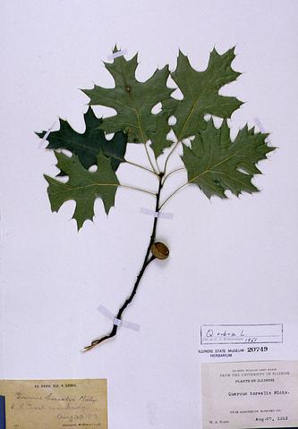 Quercus rubra  (Red Oak)