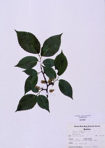 Ulmus americana  (American Elm)