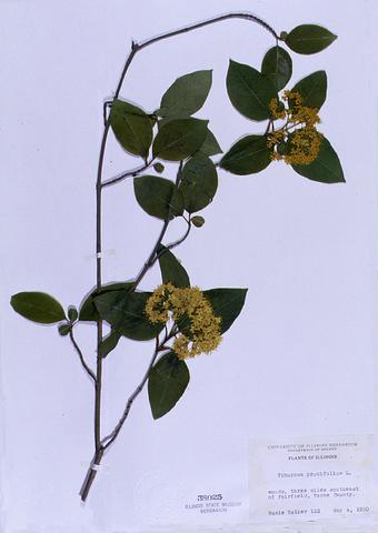 Viburnum prunifolium  (Black Haw)