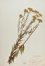 Kuhnia eupatorioides (False Boneset)