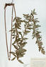 Lespedeza capitata (Bush Clover)