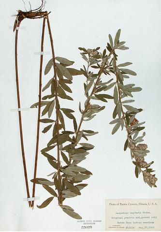 <i>Lespedeza capitata</i> (Bush Clover)