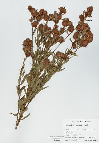 <i>Lespdeza capitata</i> (Bush Clover)