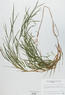 Muhlenbergia frondosa (Muhly)