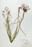 Panicum virgatum (Switch Grass)