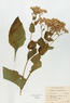 Parthenium integrifolium (Wild Quinine)