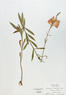 Physostegia virginiana (Obedient Plant)