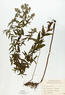 Pycnanthemum verticillatum (var. pilosum) (Hairy Mountain Mint)