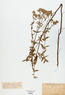 Pycnanthemum verticillatum (var. pilosum) (Hairy Mountain Mint