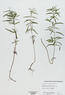 Pycnanthemum tenuifolium (Slender Mountain Mint)