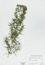 Pycnanthemum tenuifolium (Slender Mountain MInt)