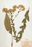 Solidago rigida (Stiff Goldenrod)