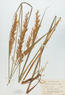 Sorghastrum nutans (Indian Grass)