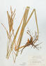 Spartina pectinata (Prairie Cord Grass)