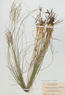 Sporobolus heterolepis (Prairie Dropseed)