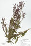 Verbena hastata (Blue Vervain)