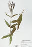 Verbena hastata (Blue Vervain)