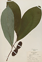 photograph of Pawpaw herbarium sheet