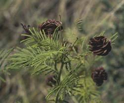 photograph of bundle flower