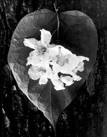 photograph of leaf and flowers on a tree trunk