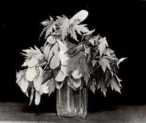 photograph of leaves in a jar