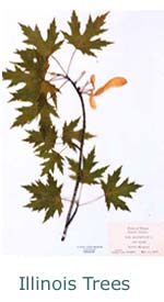 photograph of herbarium sheet