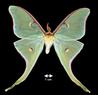 Actias luna  (Luna Moth)