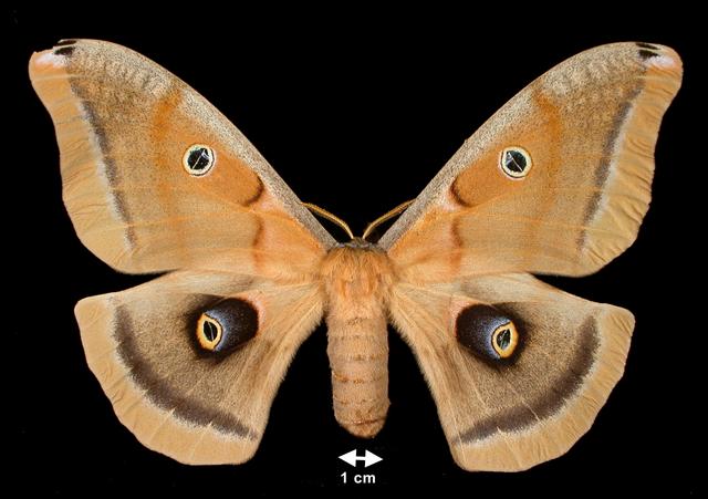 <b>Antheraea polyphemus  (Polyphemus Moth)</b>