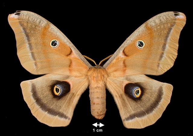 <b>Antheraea polyphemus (Polyphemus Moth)</b>