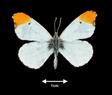 Anthocharis midea  (Falcate Orangetip)