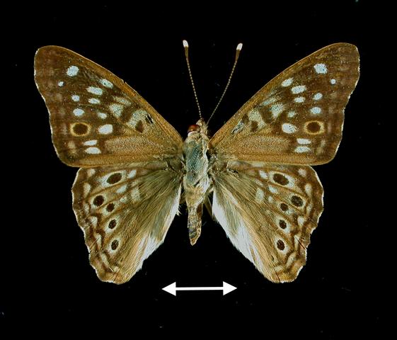 <b>Asterocampa celtis  (Hackberry Butterfly)</b>