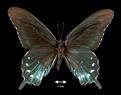 Battus philenor (Pipevine Swallowtail)