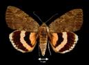 Catocala cara  (Darling Underwing)