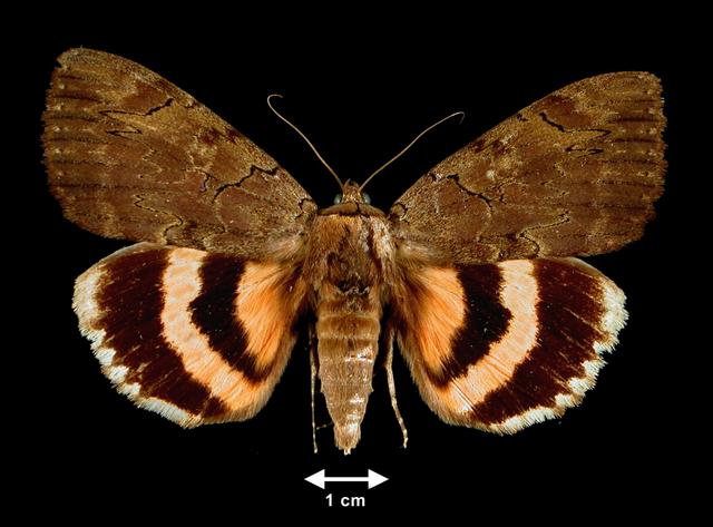 <b>Catocala cara  (Darling Underwing)</b>