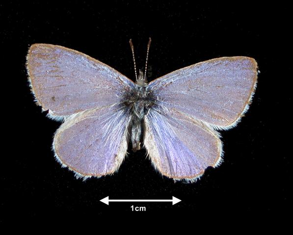 <b>Celastrina ladon (Spring Azure)</b>
