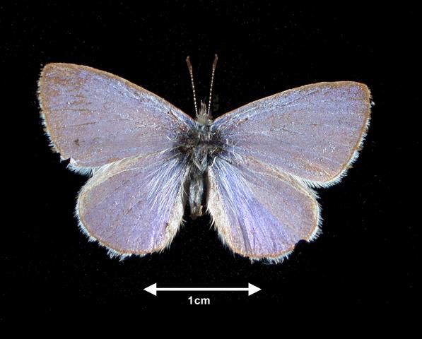 <b>Celastrina ladon  (Spring Azure)</b>