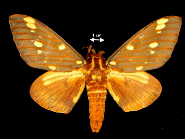 <b>Citheronia regalis  (Regal Moth)</b>