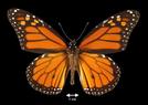 Danaus plexippus (Monarch)