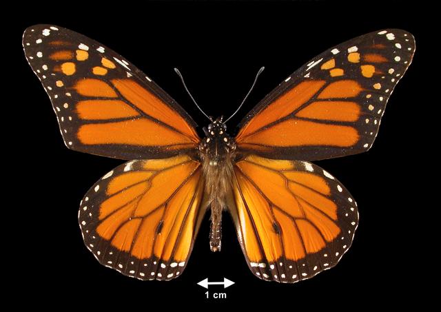 <b>Danaus plexippus (Monarch)</b>