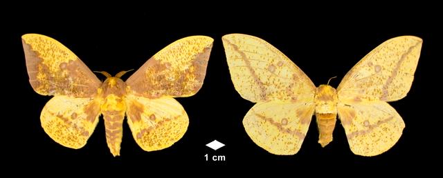 <b>Eacles imperialis  (Imperial Moth, pair)</b>