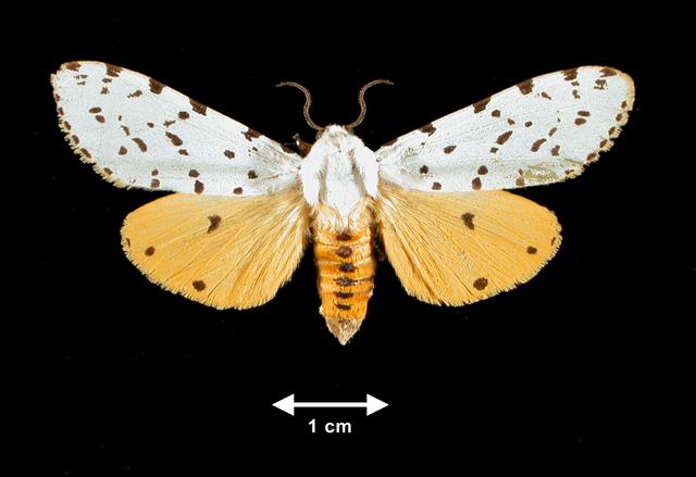 <b>Estigmene acrea  (Salt Marsh Moth)</b>
