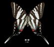 Eurytides marcellus  (Zebra Swallowtail)