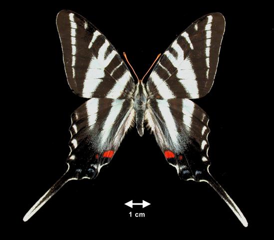 <b>Eurytides marcellus (Zebra Swallowtail)</b>