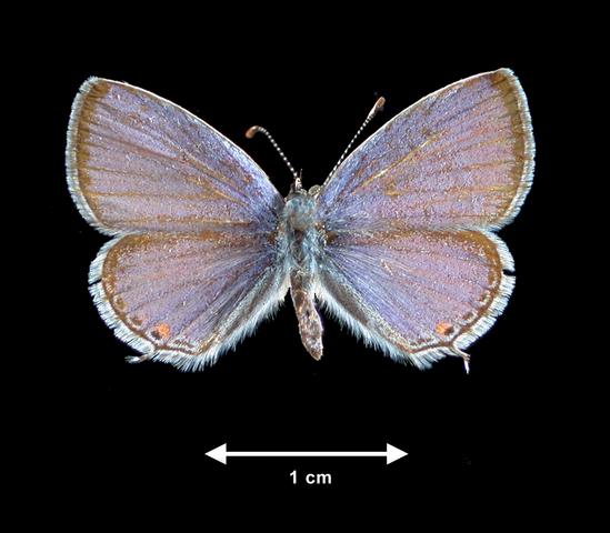 <b>Everes comyntas  (Eastern Tailed-blue)</b>